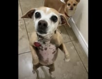 おやつを求めて、二足歩行を極めた犬さん！