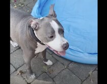 「犬用のプール？狭くてヤダよ〜！」人と同じものを使いたがる犬さん