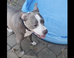 「犬用のプール？狭くてヤダよ〜！」人と同じものを使いたがる犬さん