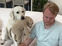 在宅ワークの飼い主さんのために、同僚役を頑張る犬さん