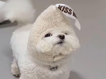 頭のチョコ被り物が似合いすぎる犬さん、おねだり姿がもう無敵だった