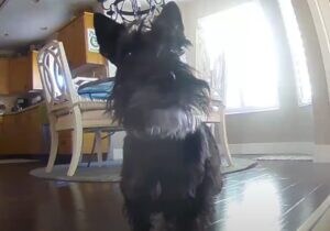 お留守番することになった犬さん、様子をカメラで確認してみると…？