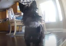 お留守番することになった犬さん、様子をカメラで確認してみると…？
