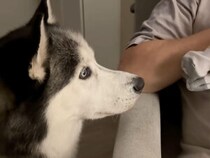 「ちゃんとお世話できてる？」赤ちゃんを抱っこするおじいちゃんを、犬さんが厳しくチェック！