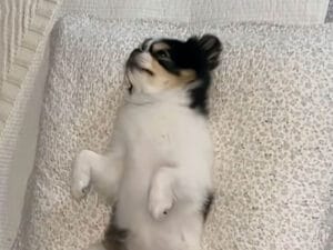 お腹をさらけ出して眠る犬さん、その姿が週末ぐったりな人みたいだった