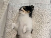 お腹をさらけ出して眠る犬さん、その姿が週末ぐったりな人みたいだった