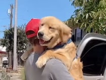 子犬の頃の甘えん坊が、2年経ってもそのまま残っていたゴールデンレトリバーさん