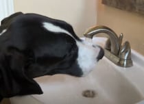 ここからのお水が一番美味しい？ 謎のこだわりを見せる犬さん。