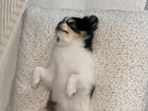 お腹をさらけ出して眠る犬さん、その姿が週末ぐったりな人みたいだった