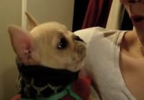 愛犬にアイラブユーと言ってみたら… 可愛いお返事が返ってきた！