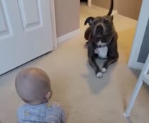 コーチは犬さん！ 赤ちゃんとハイハイのレッスン開始
