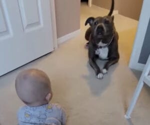 コーチは犬さん！ 赤ちゃんとハイハイのレッスン開始