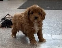 まだ半分寝ぼけている子犬さんの、キョトン顔が可愛すぎ♡