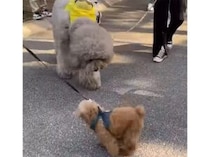 小さな犬を見た時のおっきな犬さんの、反応が可愛すぎる！