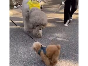 小さな犬を見た時のおっきな犬さんの、反応が可愛すぎる！