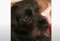 可愛い黒犬さんが、ドライヤーの風を受けて豹変！