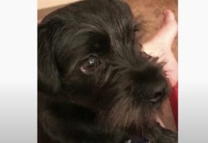 可愛い黒犬さんが、ドライヤーの風を受けて豹変！