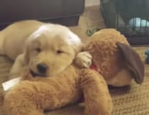 子犬の頃から４年もずっと… 同じぬいぐるみを大事にしている可愛い犬さん