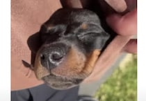 なるほど！ 形がちょうどいいかも！ 〇〇で眠る子犬さん