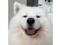 サモエドの「耳ウインク」が悶絶するほどかわいい♡