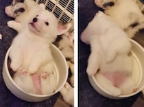 お皿の中で寝ちゃった子犬、目が覚めたらキョトン顔で…