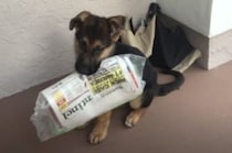 子犬「朝刊は任せて！」…でも思ったより重くて苦戦。