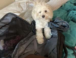 荷造りをしていたら… 愛犬がやってきて荷物をポイポイっ！