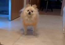 犬「置いてくなんてっ！」  数分のお留守番でも寂しいワン。