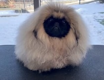 犬…？ モフモフの塊だった子がトリミングでこんなに変わったよ！