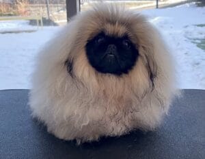 犬…？ モフモフの塊だった子がトリミングでこんなに変わったよ！