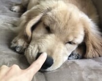 子犬さんの反応が可愛すぎて♡ ツンツンいたずらしたくなっちゃう！