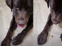 こそこそっ。何かを隠す犬さん、「これはあとでこっそりと♪」