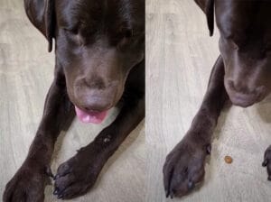こそこそっ。何かを隠す犬さん、「これはあとでこっそりと♪」