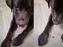 こそこそっ。何かを隠す犬さん、「これはあとでこっそりと♪」