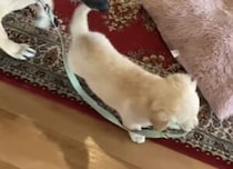 先輩犬とお散歩の練習かな？ はりきっちゃう子犬さん