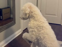 「鏡の中に犬さんがいる！」と勘違いしたモコモコ犬の反応がかわいすぎた