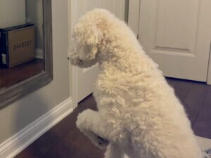 「鏡の中に犬さんがいる！」と勘違いしたモコモコ犬の反応がかわいすぎた