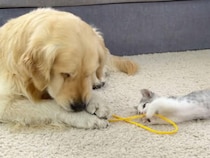 ゴールデンレトリバーさんと子猫さんが綱引き対決！ 犬さんの手加減がやさしすぎた