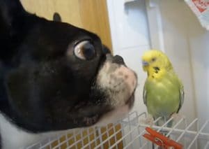 犬「クンクン、鳥さんいいニオイだね」…ちょっと近すぎない!?