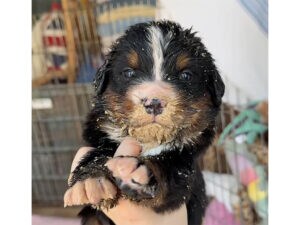 子犬さんたちの朝ごはんタイム、夢中になりすぎてお顔がすごいことに