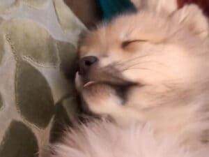 眠っているのにお口だけ忙しい犬さん、夢の中のごちそうが気になりすぎる