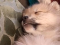 眠っているのにお口だけ忙しい犬さん、夢の中のごちそうが気になりすぎる