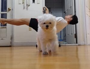 犬「カメラ発見ー♪」 トレーニング姿を撮影したかったのに、映っていたのはモフモフの…