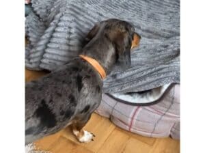 うわ〜い♡ ベッドを見てはしゃぐ姿が可愛い犬さん