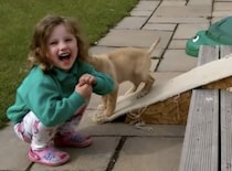スロープの降り方が面白い子犬に女の子爆笑！