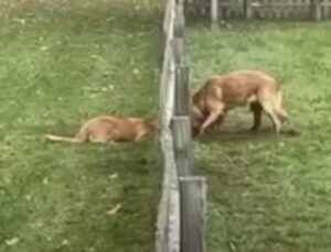 犬「お隣の友達に会いたいの」 フェンスを越えるために協力して穴掘り！