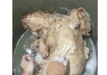 お風呂が心地良すぎた子犬、シャンプー中に寝落ち！
