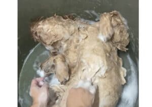 お風呂が心地良すぎた子犬、シャンプー中に寝落ち！