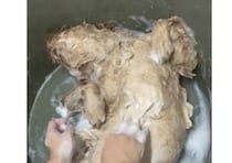 お風呂が心地良すぎた子犬、シャンプー中に寝落ち！