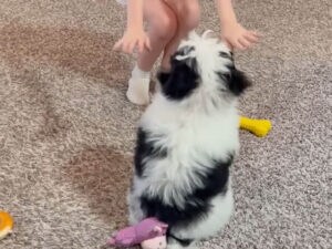 女の子の合図に犬さんがぴょんぴょん、ふたりのダンスが可愛すぎた！